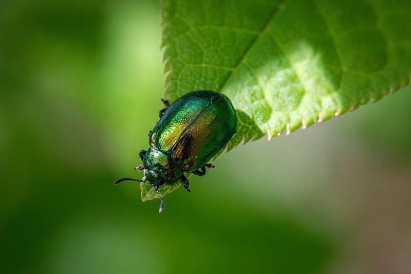 Pest control methods
